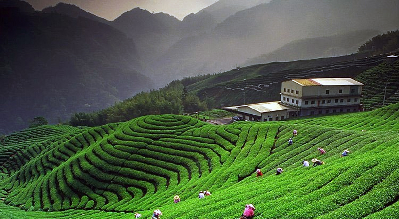travel-to-homestays-in-Almora-kausani-and-bageshwar-ranikhet